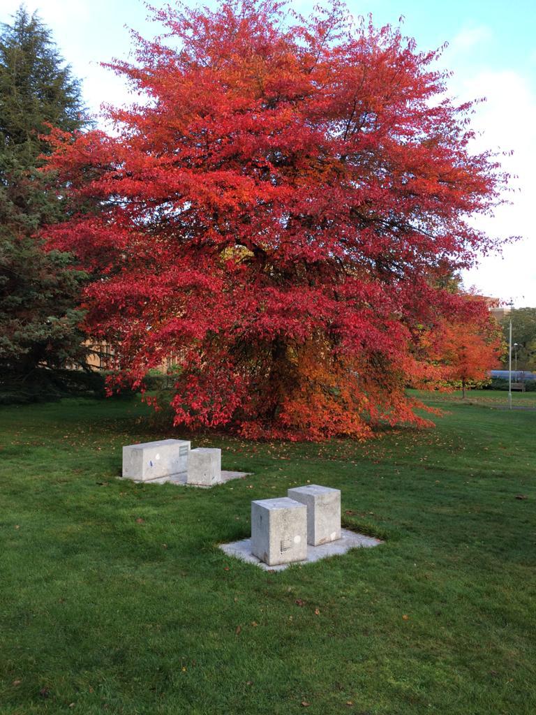 Floating Garden sculpture in front of an autumnal tree