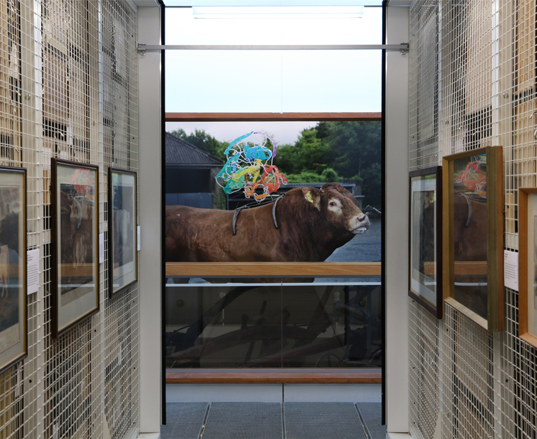 Photo of a bull with insemination straw sculpture on its back. Seen from in between roller racking with livestock portraits on display