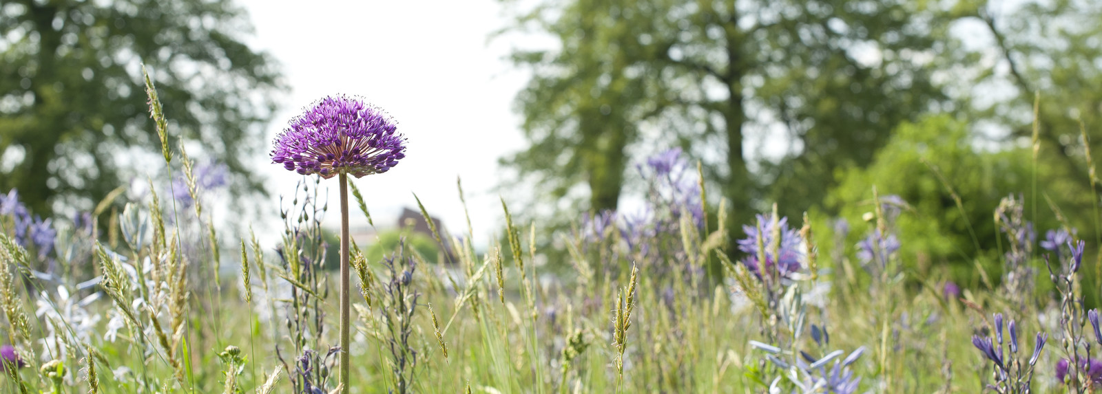 Purple flowers in the wild flower meadow in the Harris Gardens