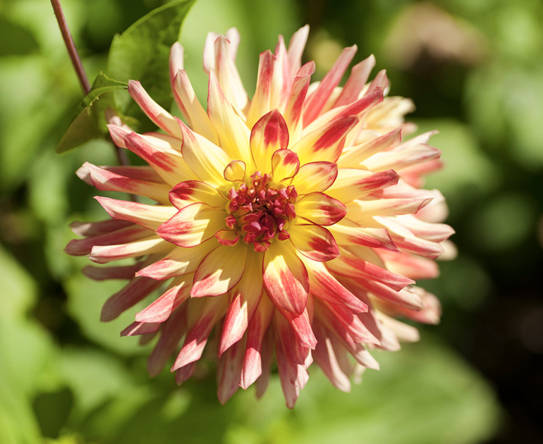 Closeup of a yellow and red flower