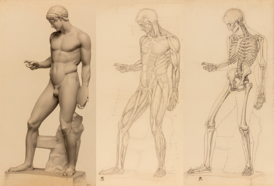 Three drawings of exterior, écorché (muscular layer) and skeleton of a human figure, modelled on the Discophoros (the discus-bearer)