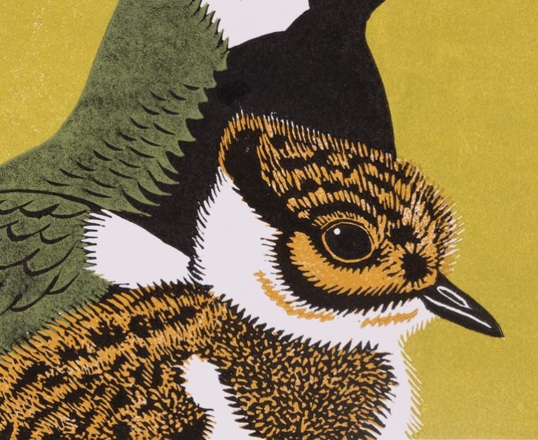 Head of a baby peewit facing right with the neck of the adult behind. The baby is printed in shades of orange, white and black. The neck of the adult is black, white and green. The background of the artwork is a lighter shade of green.