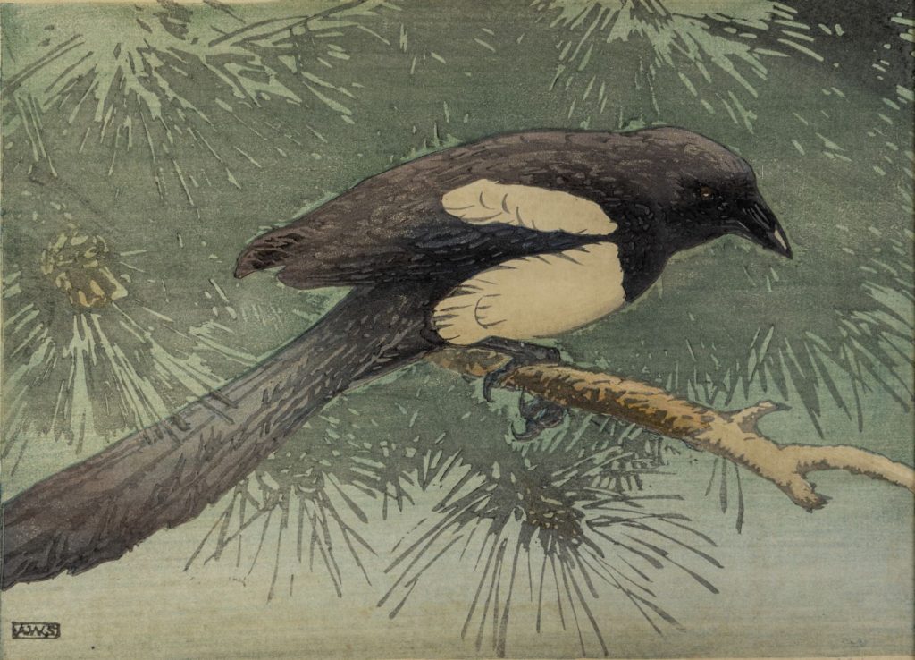 Black and white magpie sitting on a tree branch