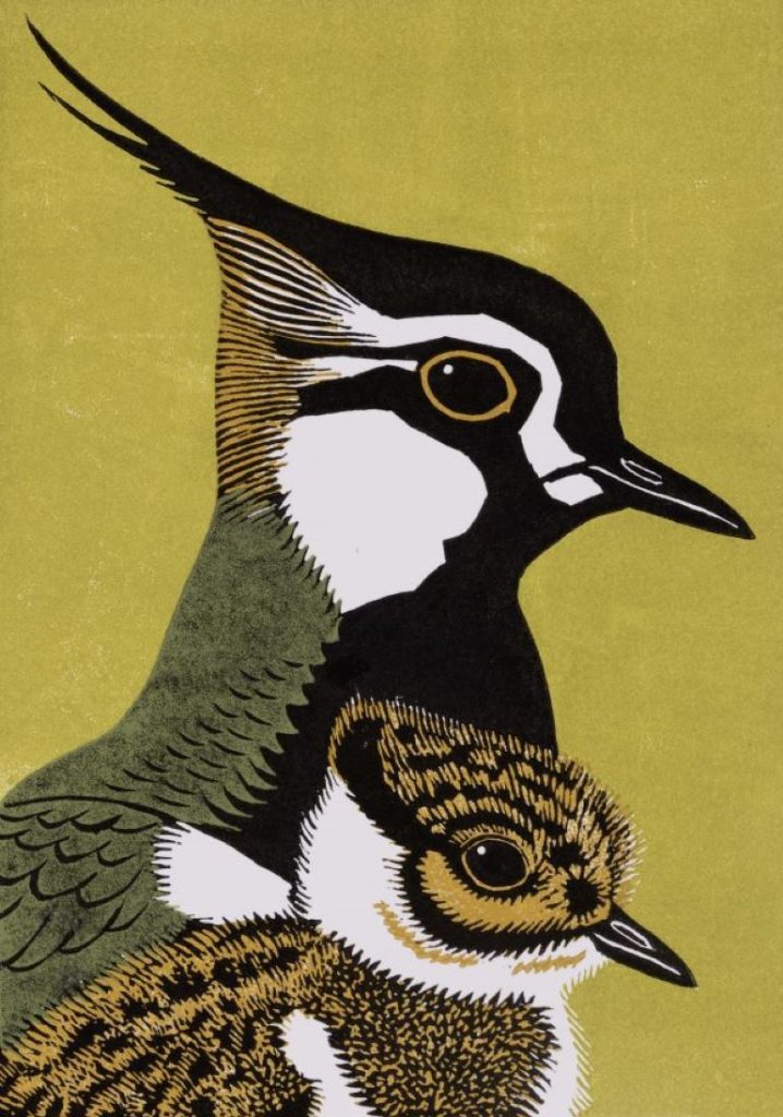 Print of the heads of an adult and baby peewit facing right on a green background.
