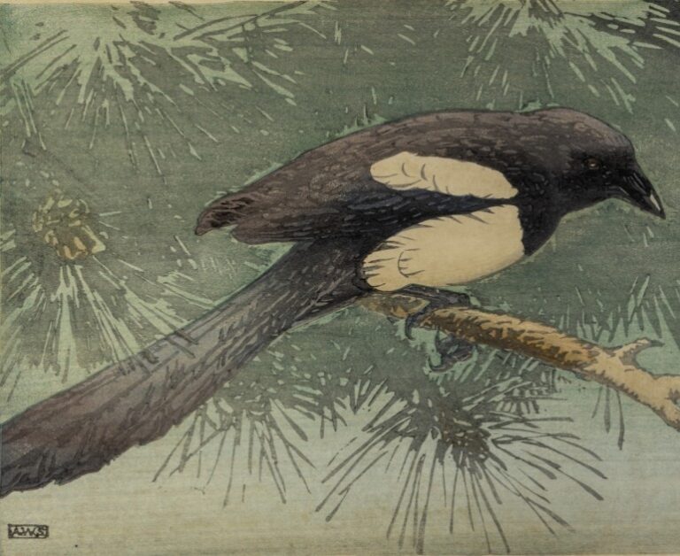 Black and white magpie sitting on a tree branch