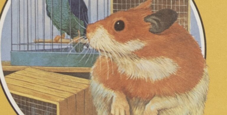 Brown and white hamster with black eyes, looking to the left.