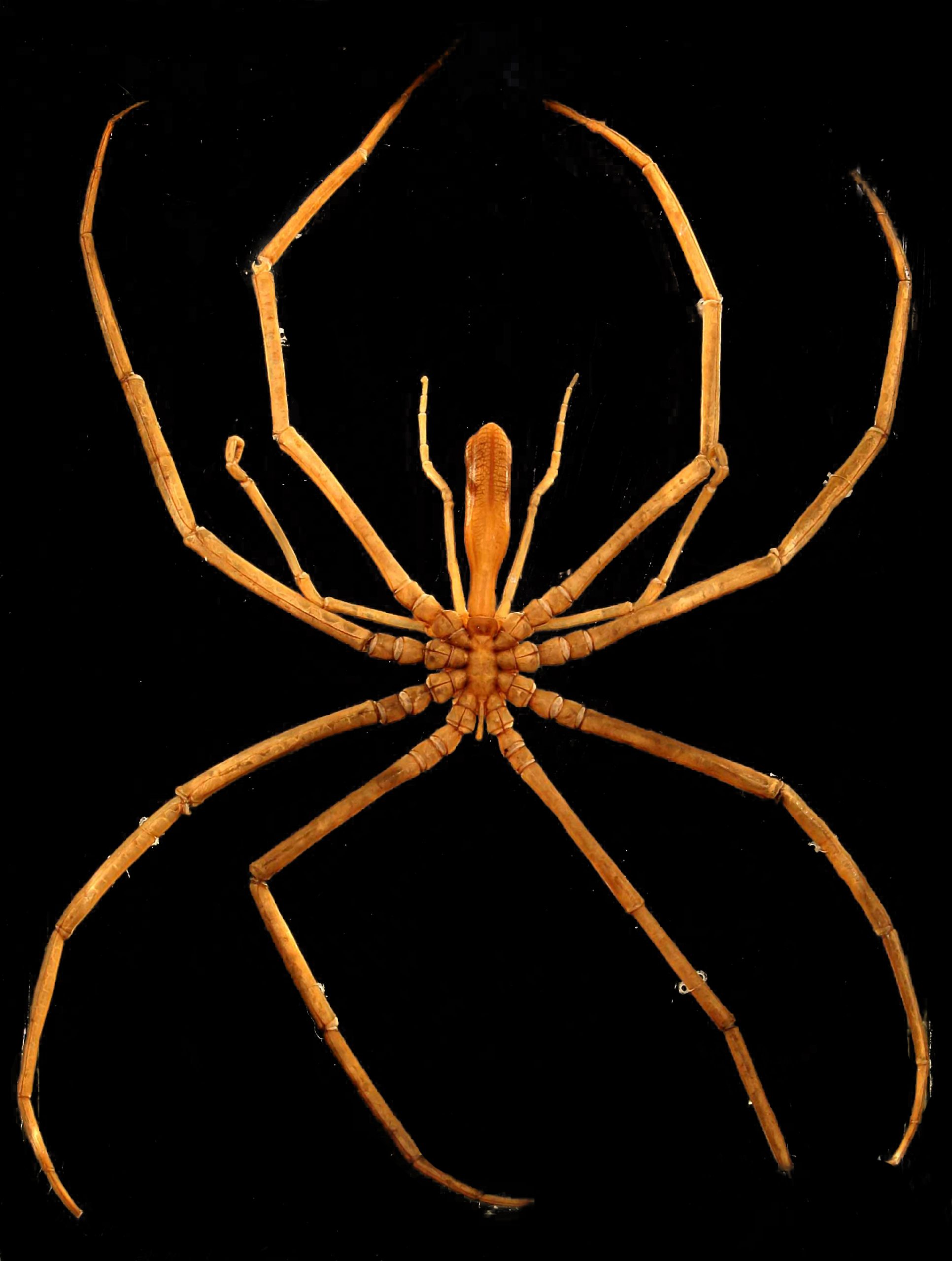Gigantic Sea Spider Colossendeis proboscidea (418) 