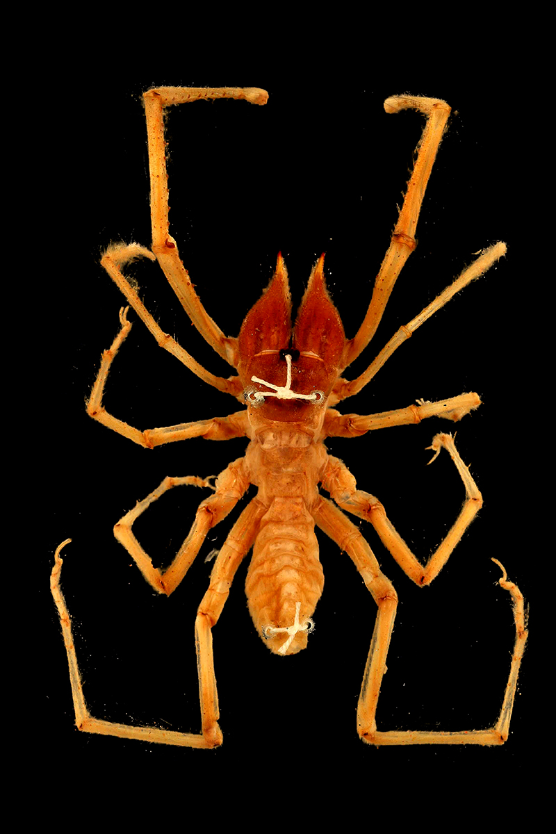 Wind Scorpion Galeodes sp. (2143)