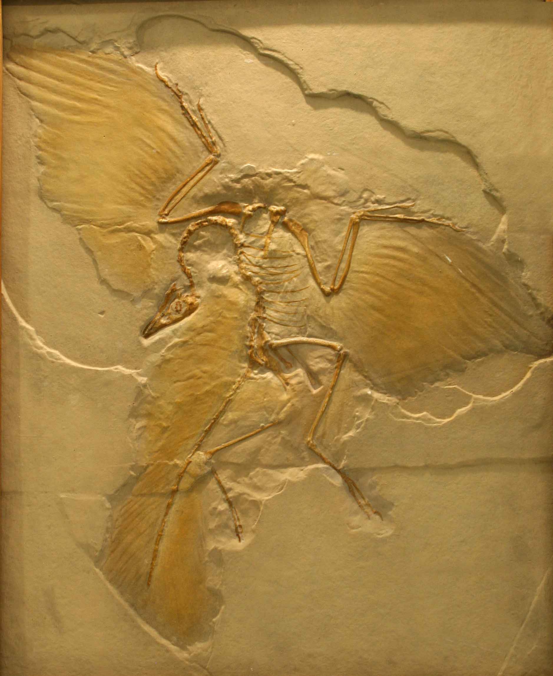 Archaeopteryx model
