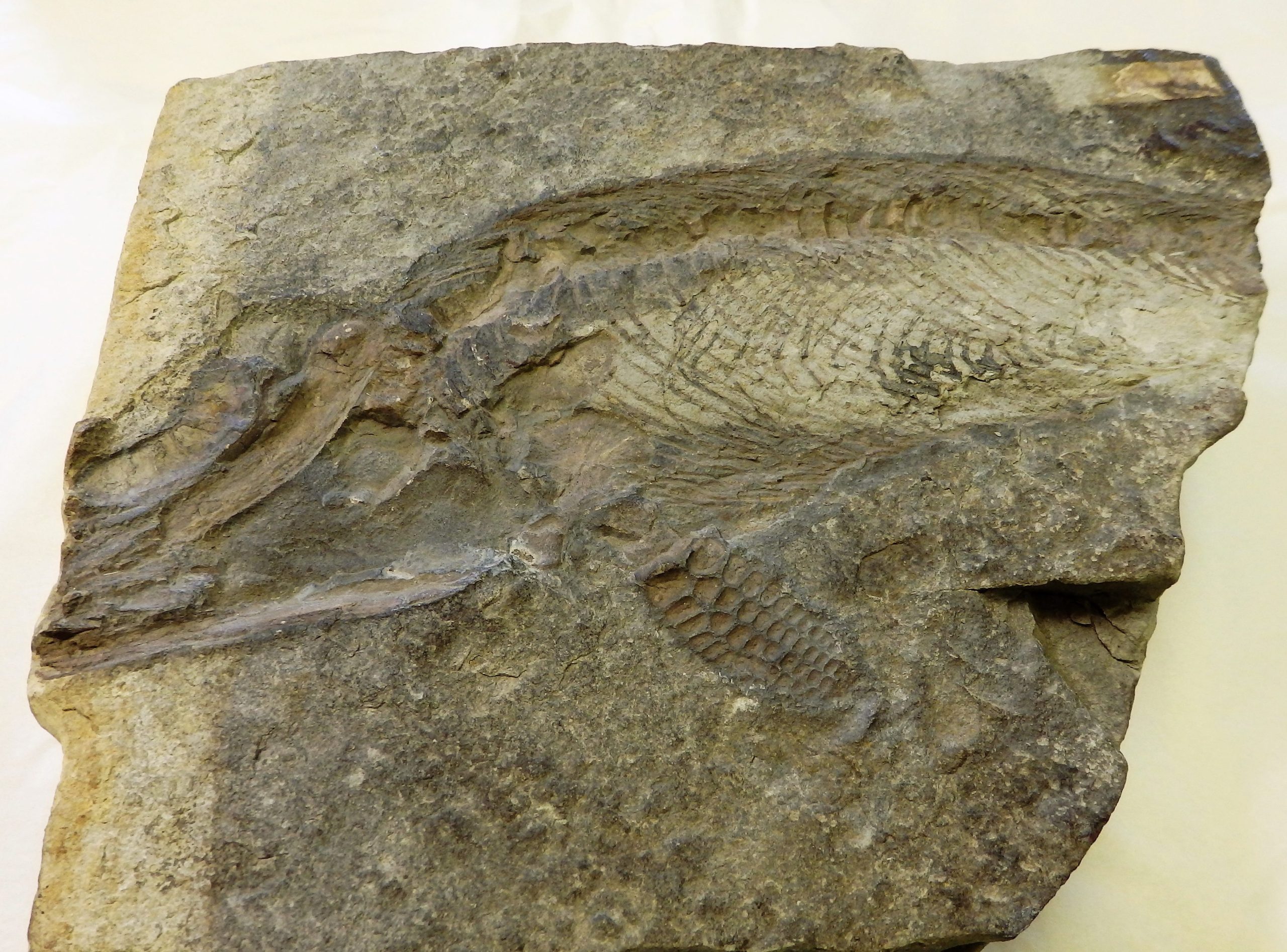 Neonate protoichthyosaur fossil