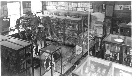 Black and white image of Cole museum of zoology at London road. Specimens in separate cases in close proximity to each other surrounding an elephant skeleton.