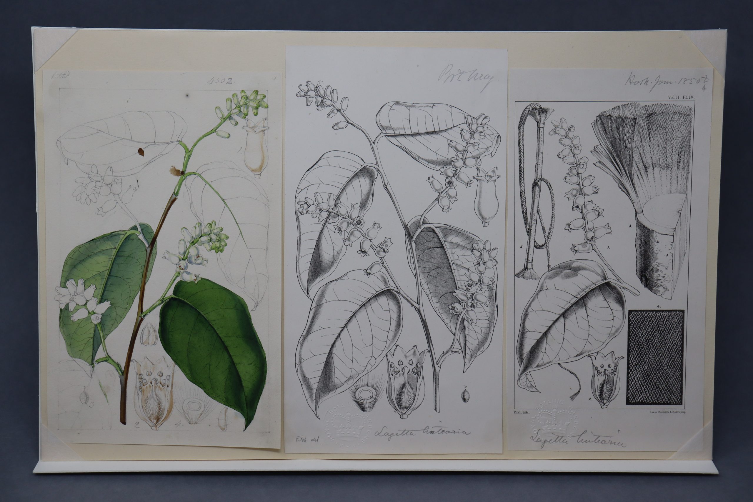 15. Lacebark tree (Lagetta lagetto), 1850