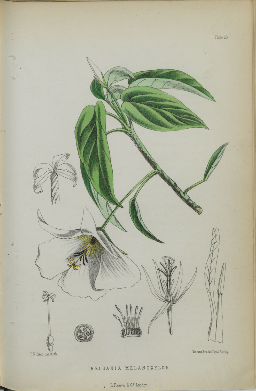 19. Sketches of St Helena Dwarf Ebony
