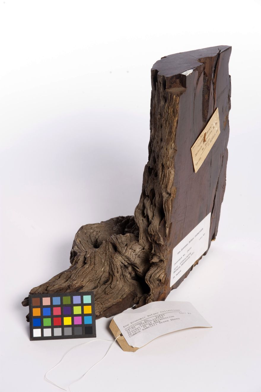 20. St Helena Ebony, ‘Melhania Melanoxylon’ and notes
