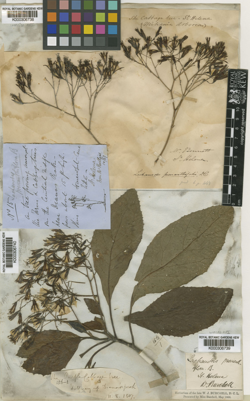 23. Kew herbarium specimen, she cabbage tree