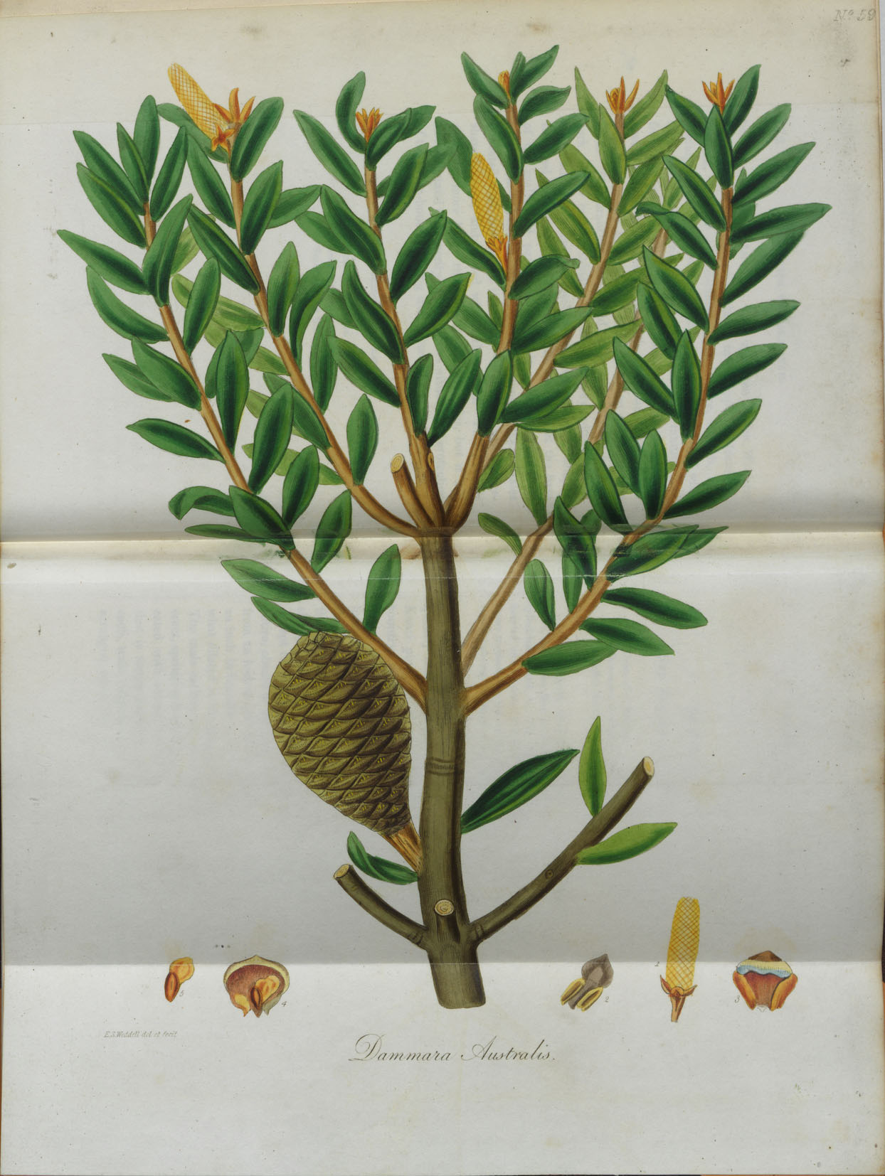 29. ‘Dammara australis’, Pinetum woburnense