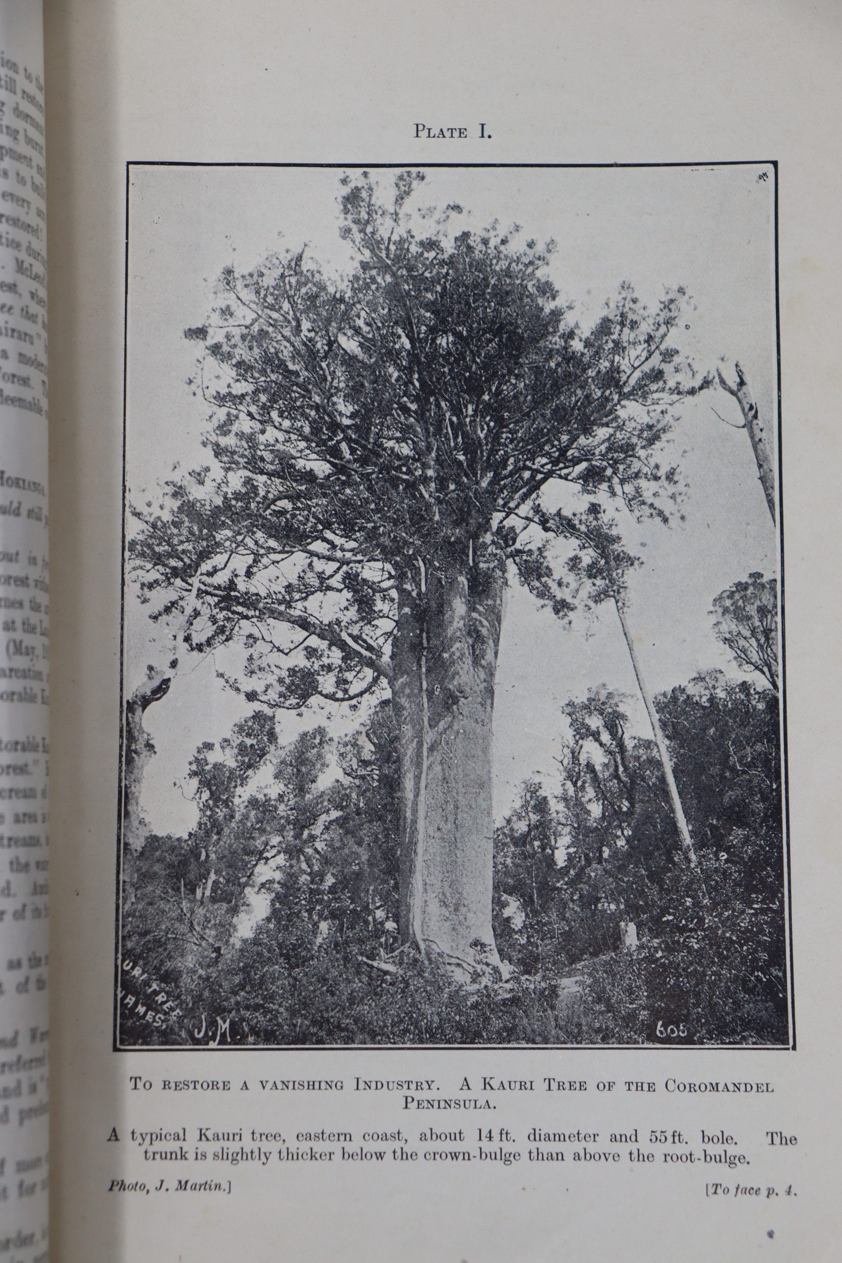 33. New Zealand Forestry: Kauri Forests. 1919