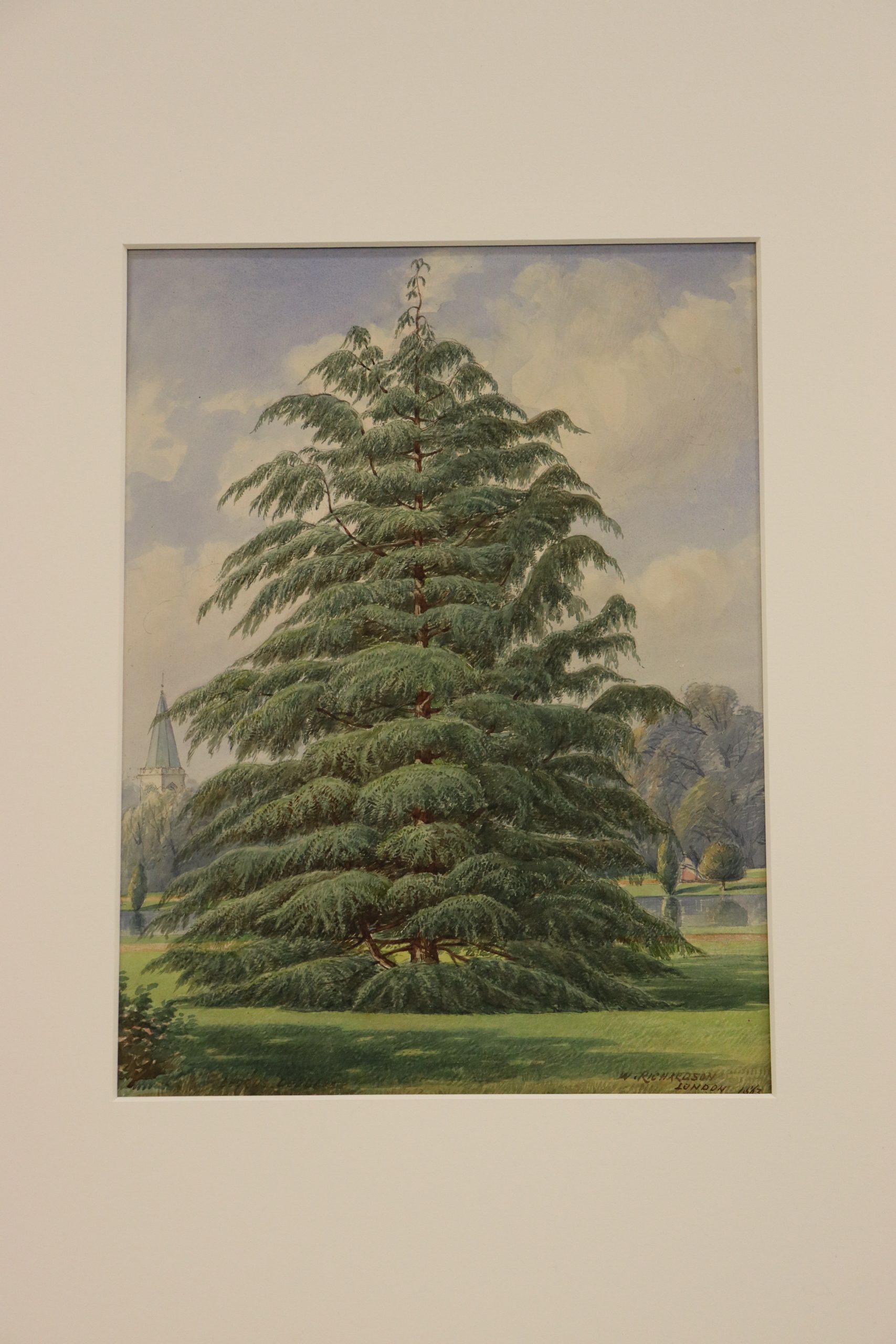 7. Cedrus deodara