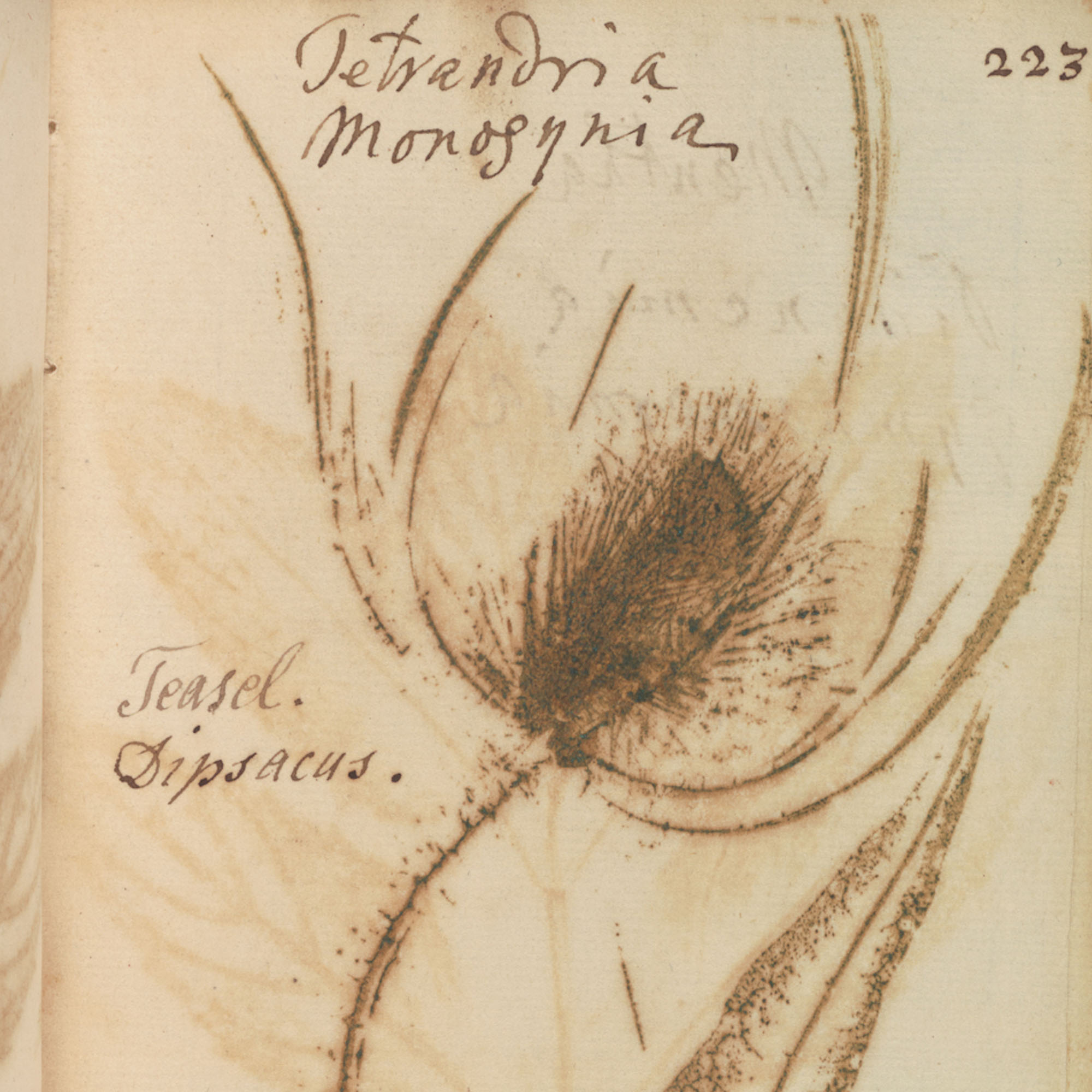 Detail of a Teasel - Cambridge University Library