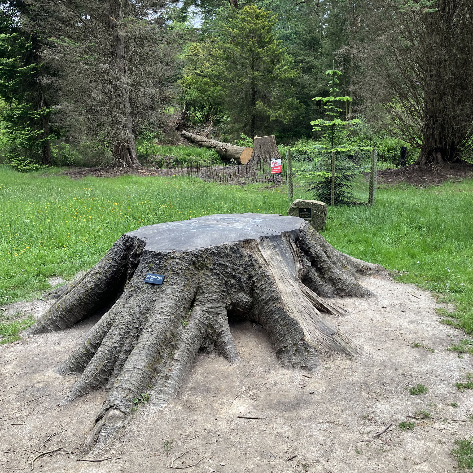 The Old Man of Kent - Bedgebury National Pinetum and Forest