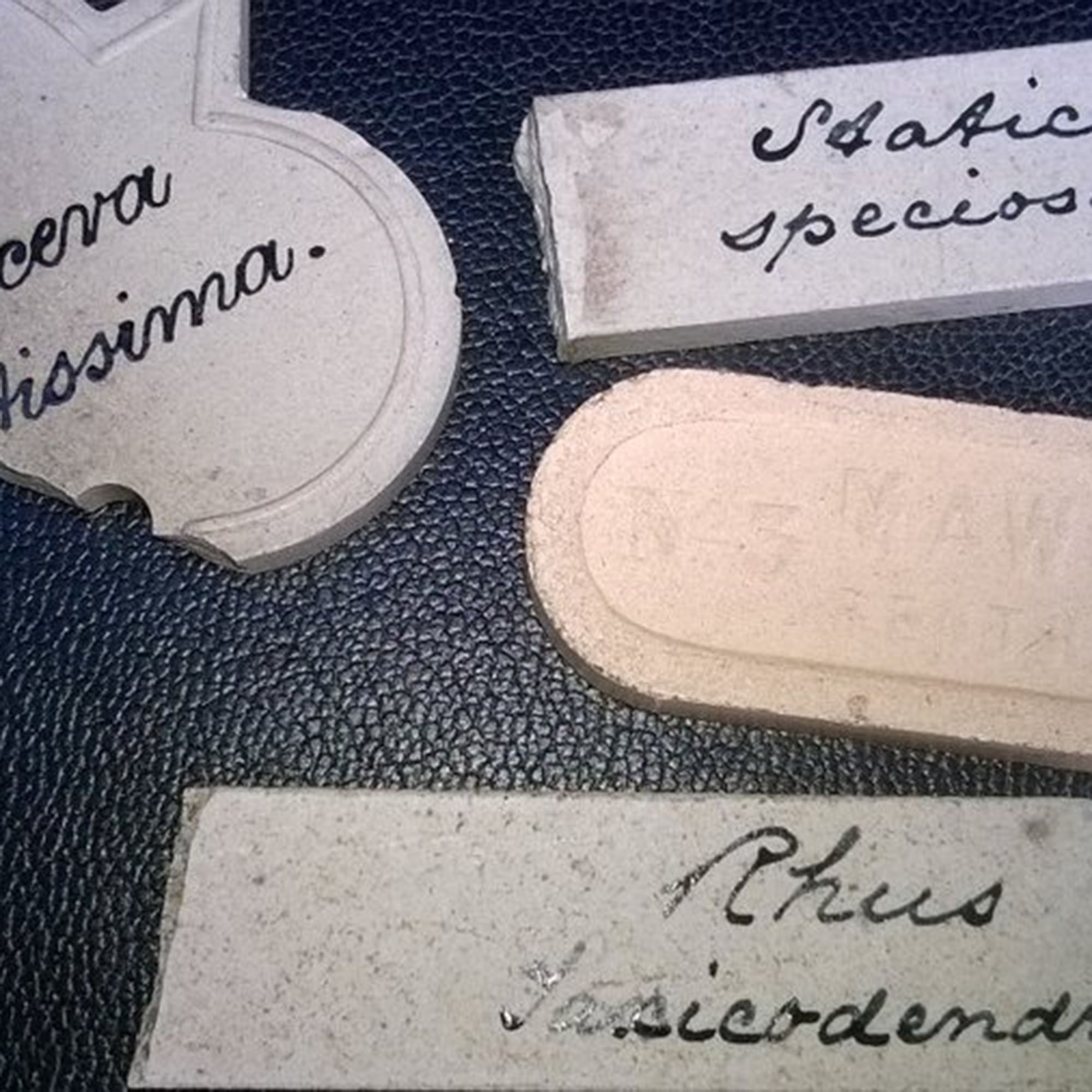 Plant Labels Designed by George Maw - The National Trust
