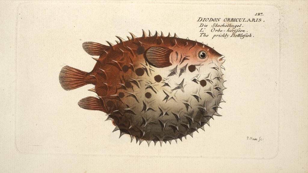 Bloch's Ichthyologie (1796)