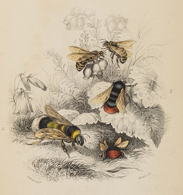 Bee Collection Collections Special Collections