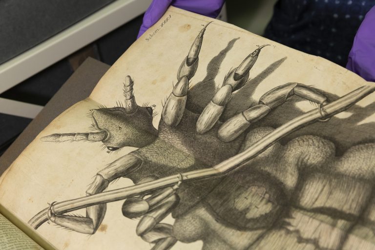 Looking at images in Hooke's "Micrographia" held in the Cole Library (1665)