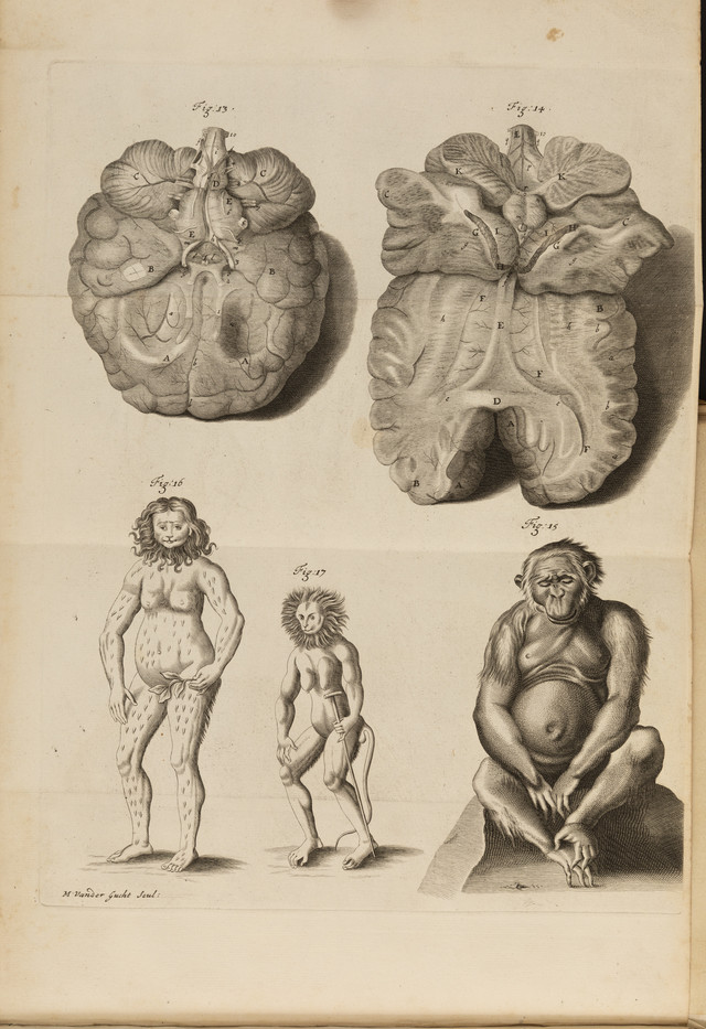 New discoveries: Tyson's Orang-outang (1699)