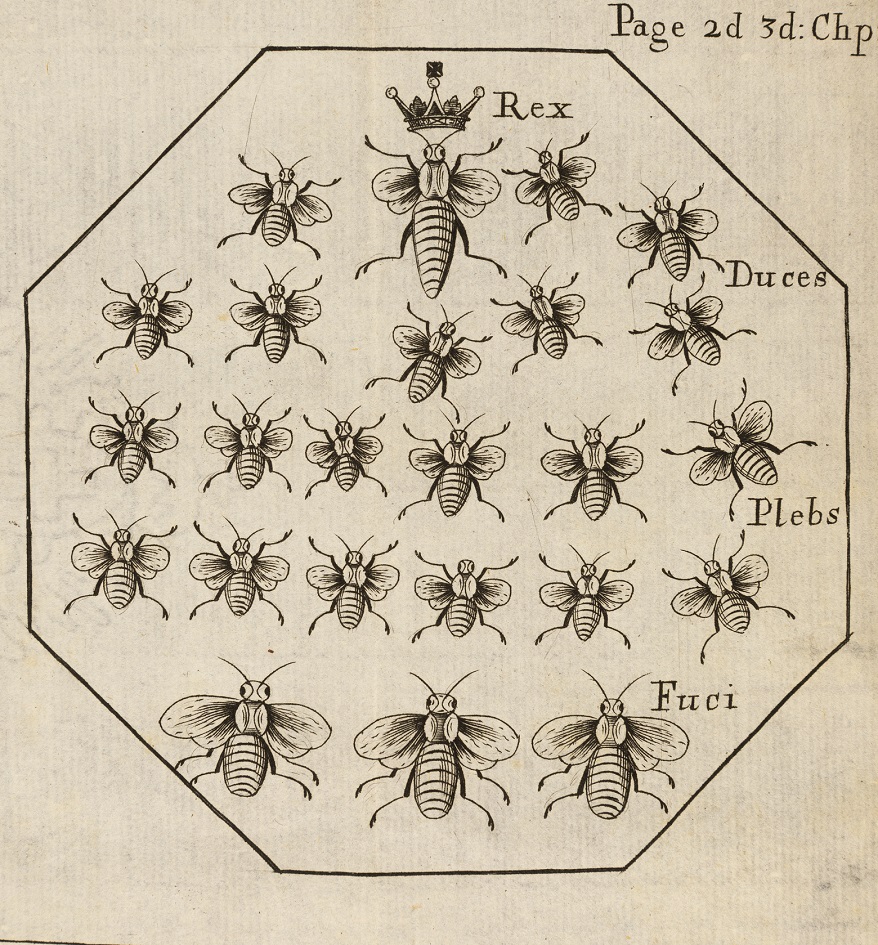 Bees and the British Monarchy: The Hierarchy of Bees