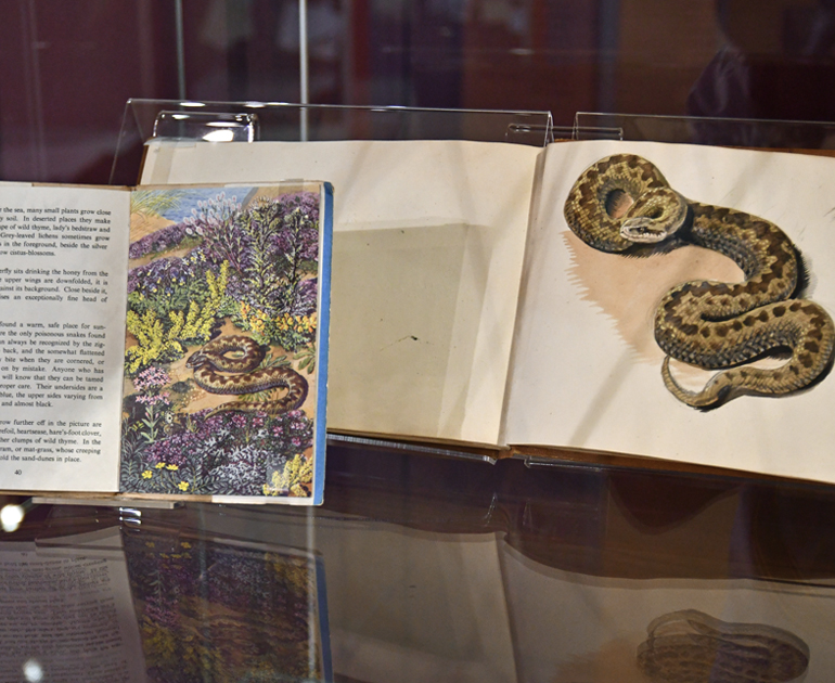 Sketch book open to a painting of a partly-coiled brown and beige snake, next to the open page of the Ladybird Book 'What to Look for in Summer' featuring a partly-coiled brown and beige snake surrounded bu purple and yellow flowers.