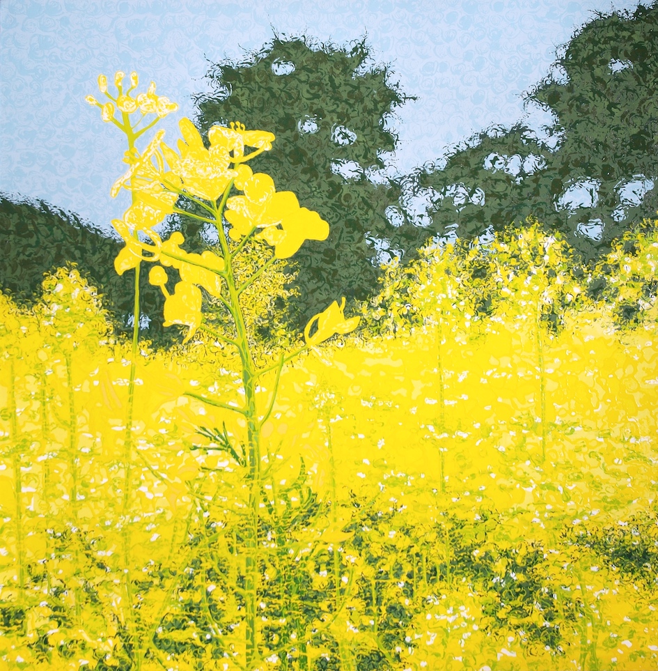 A field of yellow flowers, by Elizabeth Talbot